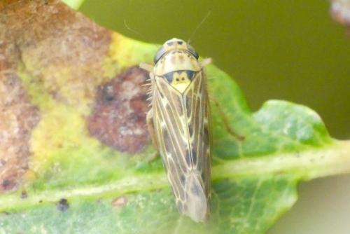 Réf. 269 057 : Lamprotettix nitidulus